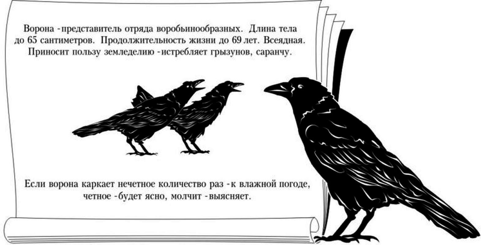 Ворона